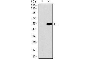 Western blot analysis using WHSC2 mAb against HEK293 (1) and WHSC2 (AA: 280-511)-hIgGFc transfected HEK293 (2) cell lysate. (WHSC2 Antikörper  (AA 280-511))