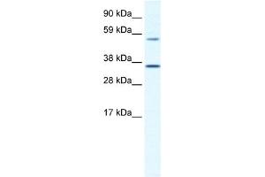 WB Suggested Anti-MESP2 Antibody Titration:  1. (Mesp2 Antikörper  (C-Term))