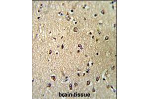 Formalin-fixed and paraffin-embedded human brain tissue reacted with KPNB1 Antibody (N-term), which was peroxidase-conjugated to the secondary antibody, followed by DAB staining. (KPNB1 Antikörper  (N-Term))