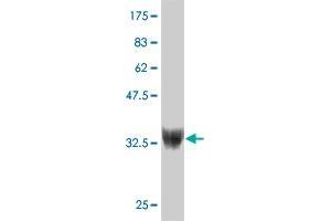 Western Blot detection against Immunogen (37. (ZNF207 Antikörper  (AA 1-110))