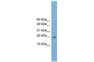 WB Suggested Anti-PPIL3 Antibody Titration:  0.