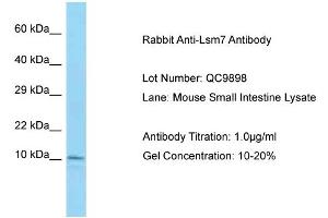Host: Rabbit Target Name: Lsm7 Sample Type: Mouse Small Intestine Lysate Antibody Dilution: 1. (LSM7 Antikörper  (N-Term))