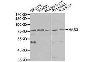 Western blot analysis of extracts of various cell lines, using HAS3 antibody. (HAS3 Antikörper  (AA 67-281))