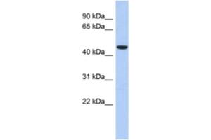 Western Blotting (WB) image for anti-Zinc Finger Protein 566 (ZNF566) antibody (ABIN2463904) (ZNF566 Antikörper)