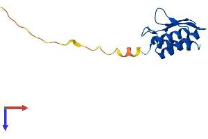 PCBD2 Protein (AA 1-130) (His tag)