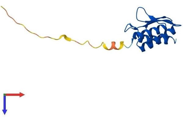 PCBD2 Protein (AA 1-130) (His tag)