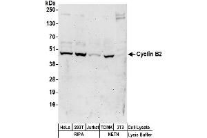 Western Blotting (WB) image for anti-Cyclin B2 (CCNB2) (AA 1-50) antibody (ABIN7450984)
