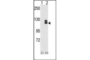 Western blot analysis of EphB2(arrow) using rabbit polyclonal EphB2 Antibody.