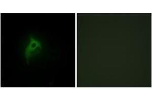 Immunofluorescence (IF) image for anti-Adrenergic, alpha-2B-, Receptor (ADRA2B) (AA 161-210) antibody (ABIN2889411) (ADRA2B Antikörper  (AA 161-210))