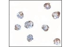 Immunocytochemistry of MATN3 in 3T3 cells tissue with this product at 2. (Matrilin 3 Antikörper  (Center))
