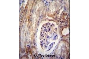 Immunohistochemistry (Paraffin-embedded Sections) (IHC (p)) image for anti-Dynein, Light Chain, Roadblock Type 2 (DYNLRB2) (AA 49-77) antibody (ABIN654216)