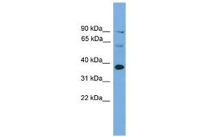 WB Suggested Anti-Irf1 Antibody Titration:  0. (IRF1 Antikörper  (Middle Region))