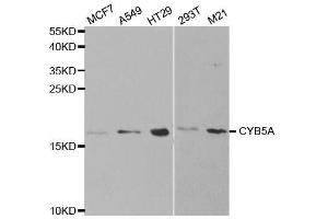 Western blot analysis of extracts of various cell lines, using CYB5A antibody. (CYB5A Antikörper  (AA 1-100))