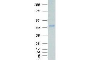 Validation with Western Blot (MAPK10 Protein (Transcript Variant 1) (Myc-DYKDDDDK Tag))
