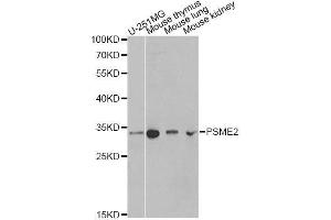 Western blot analysis of extracts of various cell lines, using PSME2 antibody. (PSME2 Antikörper  (AA 1-239))