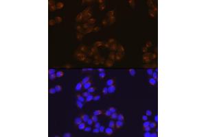 Immunofluorescence (IF) image for anti-Amyloid beta (A4) Precursor Protein (APP) antibody (ABIN7265575)