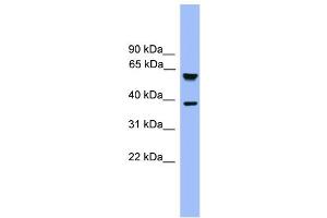 WB Suggested Anti-FBXL12 Antibody Titration: 0. (FBXL12 Antikörper  (C-Term))