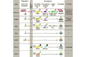 Conjugation pathways for ubiquitin and ubiquitin-like modifiers (UBLs). (ANAPC2 Antikörper  (C-Term))