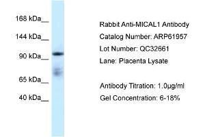 Western Blotting (WB) image for anti-Microtubule Associated Monoxygenase, Calponin and LIM Domain Containing 1 (MICAL1) (C-Term) antibody (ABIN2788961) (MICAL1 Antikörper  (C-Term))