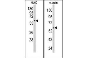 Image no. 1 for anti-Protein Kinase C and Casein Kinase Substrate in Neurons 1 (PACSIN1) (N-Term) antibody (ABIN360553) (PACSIN1 Antikörper  (N-Term))