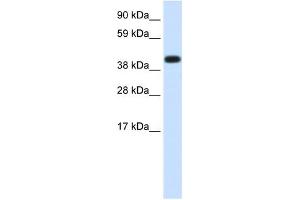 HSPA1A antibody used at 1. (HSP70 1A Antikörper  (Middle Region))
