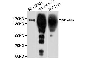 Western blot analysis of extract of various cells, using NRXN3 antibody.