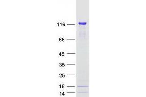 Western Blotting (WB) image for Death-Domain Associated Protein (DAXX) (Transcript Variant 1) protein (Myc-DYKDDDDK Tag) (ABIN2719230)