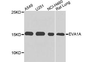 Western blot analysis of extracts of various cell lines, using EVA1A antibody (ABIN5975697) at 1/1000 dilution. (TMEM166 Antikörper)