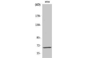 Western Blotting (WB) image for anti-Cdk5 and Abl Enzyme Substrate 1 (CABLES1) (C-Term) antibody (ABIN3183606) (CABLES1 Antikörper  (C-Term))