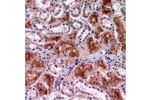 Immunohistochemical analysis of c-Rel staining in human kidney formalin fixed paraffin embedded tissue section. (c-Rel Antikörper  (C-Term))