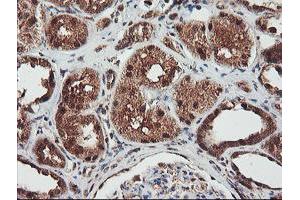 Immunohistochemical staining of paraffin-embedded Human Kidney tissue using anti-NLN mouse monoclonal antibody.