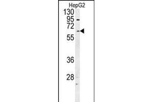 UGT1A1 Antibody (N-term) (ABIN657870 and ABIN2846826) western blot analysis in HepG2 cell line lysates (35 μg/lane).