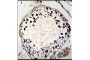 Immunohistochemistry analysis in formalin fixed and paraffin embedded human testis tissue stained with PTCHD3 Antibody (C-term)  followed by peroxidase conjugation of the secondary antibody and DAB staining. (PTCHD3 Antikörper  (C-Term))