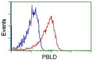 Image no. 1 for anti-Phenazine Biosynthesis-Like Protein Domain Containing 1 (PBLD1) antibody (ABIN1499327) (PBLD1 Antikörper)