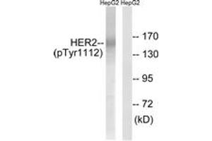 Western blot analysis of extracts from HepG2 cells treated with PMA 125ng/ml 20', using HER2 (Phospho-Tyr1112) Antibody. (ErbB2/Her2 Antikörper  (pTyr1112))