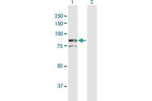 Western Blot analysis of AOC2 expression in transfected 293T cell line by AOC2 MaxPab polyclonal antibody.