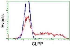HEK293T cells transfected with either RC200301 overexpress plasmid (Red) or empty vector control plasmid (Blue) were immunostained by anti-CLPP antibody (ABIN2453956), and then analyzed by flow cytometry. (CLPP Antikörper)