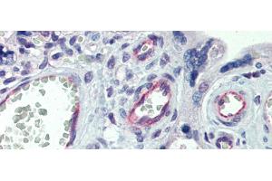 Immunohistochemistry with Human Placenta lysate tissue at an antibody concentration of 5. (Claudin 23 Antikörper  (C-Term))