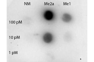 Dot Blot of Rabbit anti-STAT3 R31-Me2a antibody.