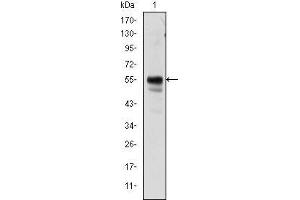 Western blot analysis using RUNX1 mouse mAb against Jurkat cell lysate. (RUNX1 Antikörper)