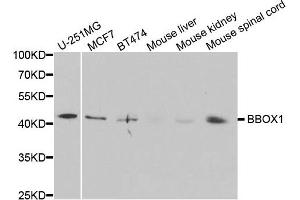 Western blot analysis of extracts of various cell lines, using BBOX1 antibody. (BBOX1 Antikörper)