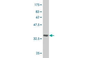 Western Blot detection against Immunogen (36. (CAND1 Antikörper  (AA 1-100))