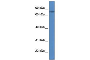 WB Suggested Anti-FLYWCH1 Antibody Titration: 1. (FLYWCH1 Antikörper  (C-Term))
