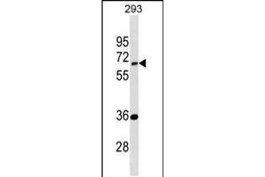 Western blot analysis in 293 cell line lysates (35ug/lane). (EDC3 Antikörper  (AA 219-247))