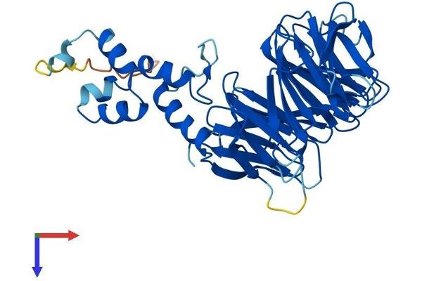 FBXW4 Protein (AA 1-410) (His tag)