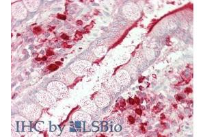 IHC-P analysis of Human Intestine Tissue, with HE staining. (Angiotensin I Converting Enzyme 1 Antikörper  (AA 814-1071))