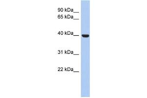 WB Suggested Anti-STOML3 Antibody Titration: 0. (STOML3 Antikörper  (N-Term))