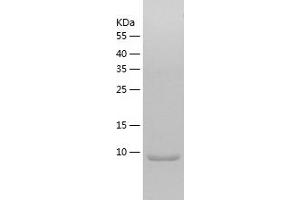 Western Blotting (WB) image for Small Ubiquitin Related Modifier 4 (SUMO4) (AA 1-93) protein (His tag) (ABIN7287609) (SUMO4 Protein (AA 1-93) (His tag))