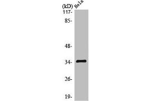 Western Blot analysis of MCF7 cells using Olfactory receptor 10H1 Polyclonal Antibody