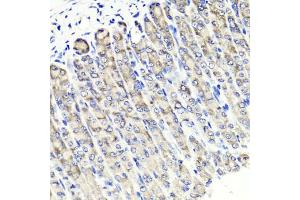 Immunohistochemistry of paraffin-embedded mouse stomach using MAPKBP1 antibody (ABIN5971432) at dilution of 1/100 (40x lens). (MAPKBP1 Antikörper)